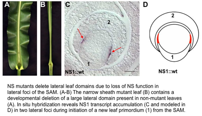 NARROWSHEATH mutant phenotype and NS1 in situ shows accumulation at 2 edges of the maize shoot apical meristem