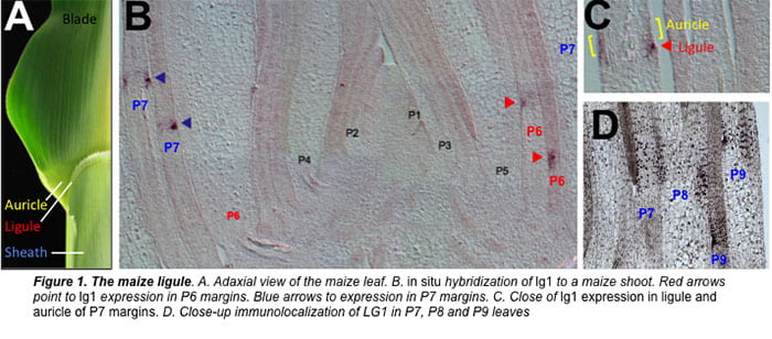 Maize ligule development paneled figure with LIGULESS1 in situ and immunolocalization