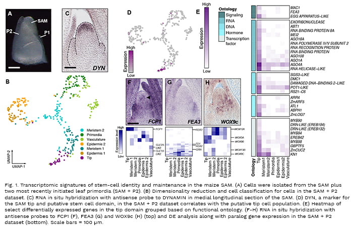 Single-cell transcriptomic analysis with representative in situ of maize shoot apical meristem